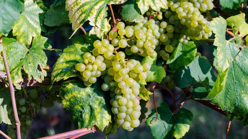 A szőlőkabóca pusztításának vége lehet a közeljövőben, de vajon valóban csupán egyetlen módszer kínálkozik a megfékezésükre? A szakértők részletesen megosztják véleményüket és javaslataikat.