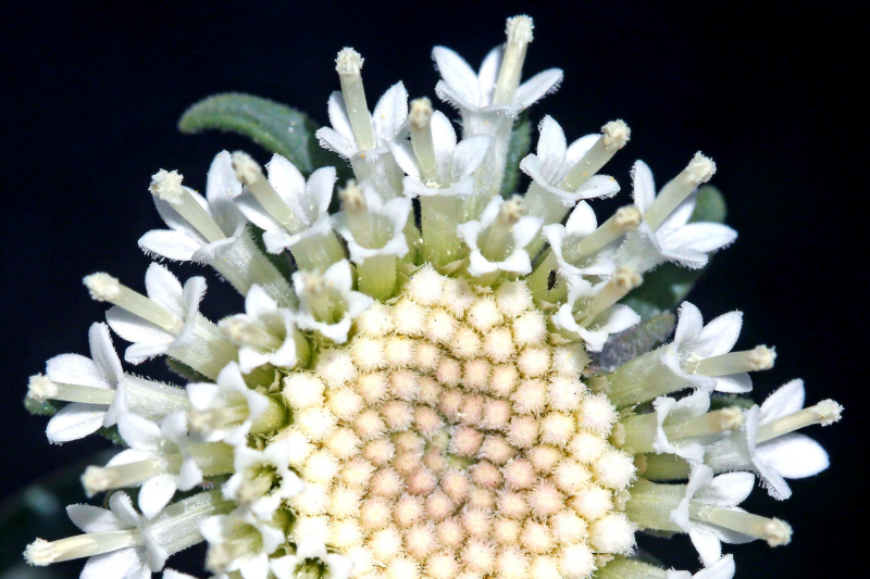 A természet varázslatos időszámítása (DCLXXXIX.)