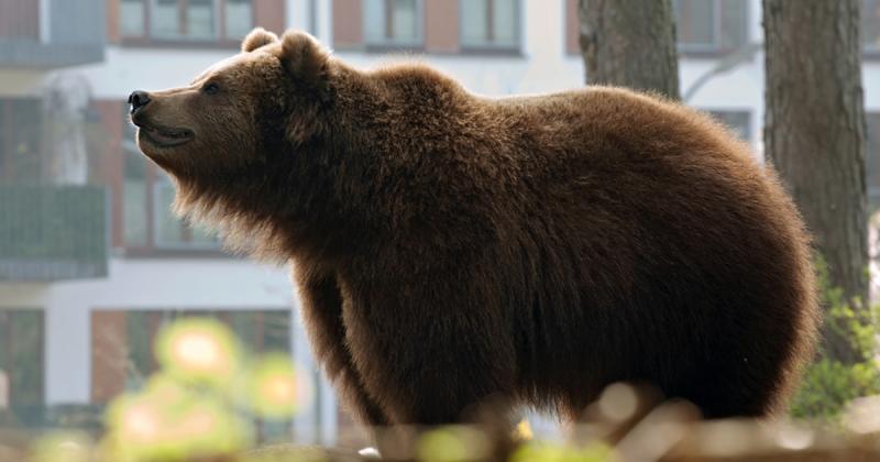 Egy medve lépett be egy áruházba, ahol több vásárlót is megsebesített | Demokrata
