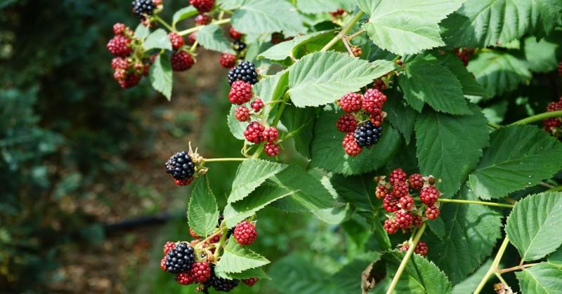 Nyár végén, amikor a természet színei már az őszi palettára váltanak, a erdők és mezők rejtett kincseit felfedezhetjük. Az évszak váltása nem csupán a tájat formálja át, hanem lehetőséget ad arra is, hogy felfedezzük az ősi táplálékforrásokat, amelyek éve