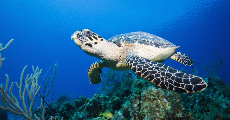 Újabb legendás állatfaj került a kihalás szélére: a Vörös Lista legfrissebb frissítése újabb riasztó hírekkel szolgál.