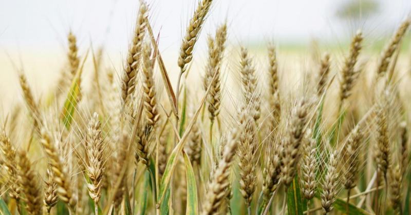 Ez lehet a növénytermesztés jövője – legalábbis a jelenlegi tendenciák ezt sejtetik.