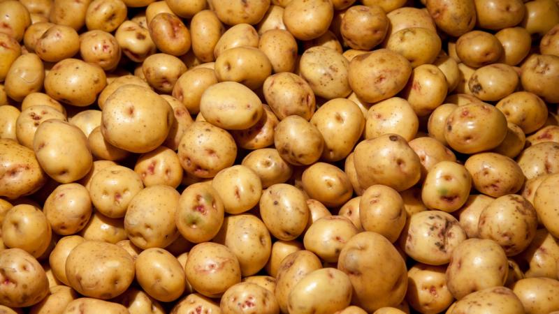 Megdöbbentő információk láttak napvilágot a mezőgazdaság területén: a szakértők aggasztó kijelentéseket tettek, amelyek szerint a magyar krumpli sorsa megpecsételődhet. - Pénzcentrum