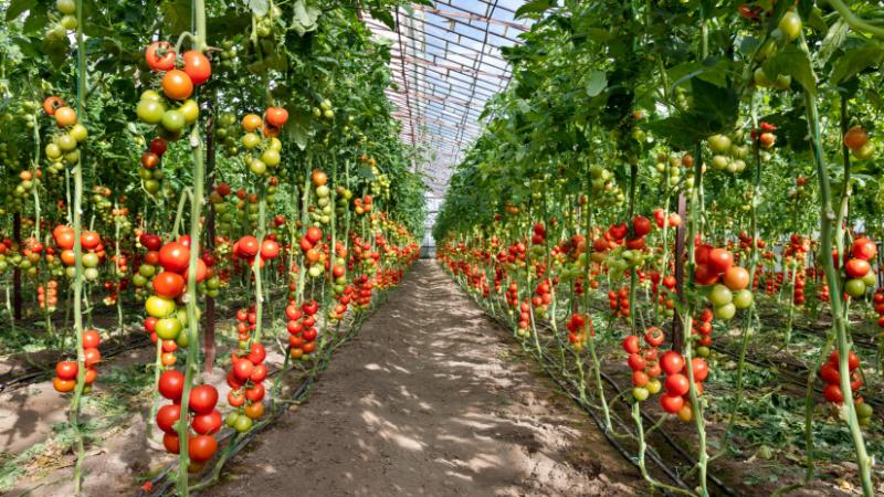 Újra életre kel a kulcsfontosságú ukrán pályázat: ez most forradalmasíthatja a piacot - Agrárszektor