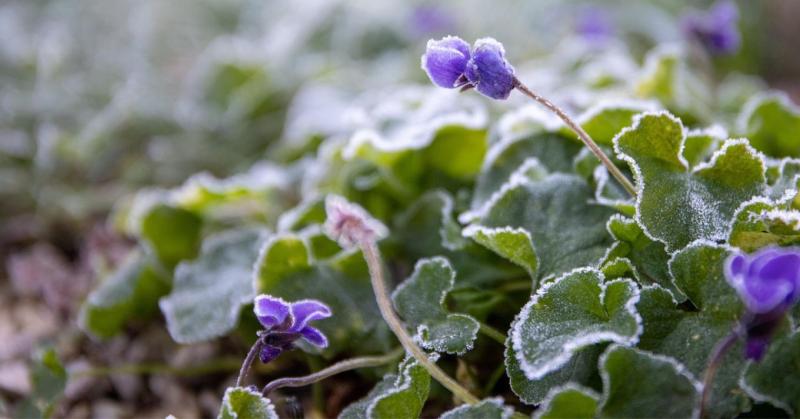### Fagykár Megelőzése a Kertben: Talajtakarás és Mikroklíma Trükkök

A téli hónapok beköszöntével a kertekben gyakran tapasztalhatunk fagykárt, amely komoly problémákat okozhat növényeink számára. Azonban néhány egyszerű, de hatékony módszerrel, mint pél